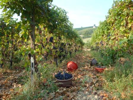 Azienda Vini Crosio Azienda Vini Crosio
