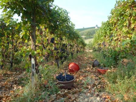 Azienda Vini Crosio